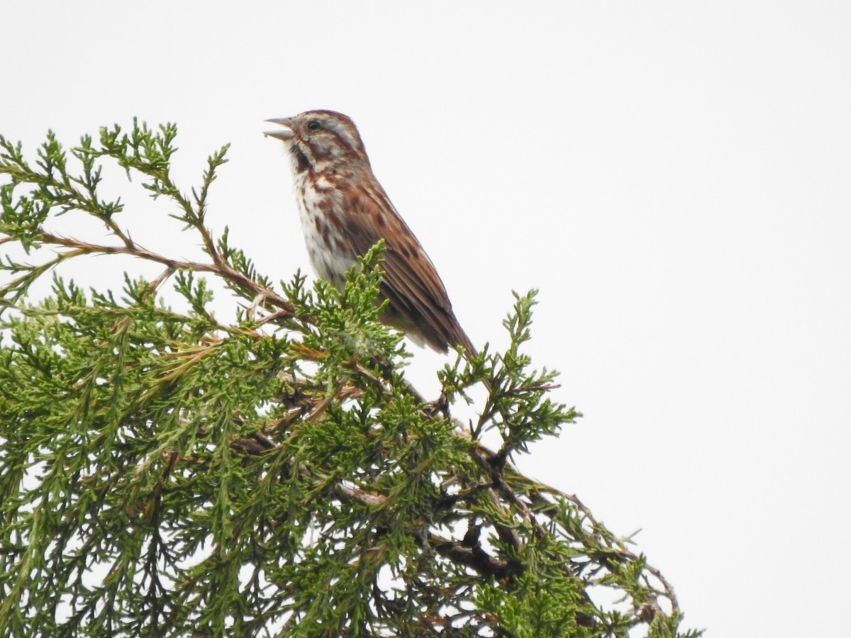 Song Sparrow - Ron Marek