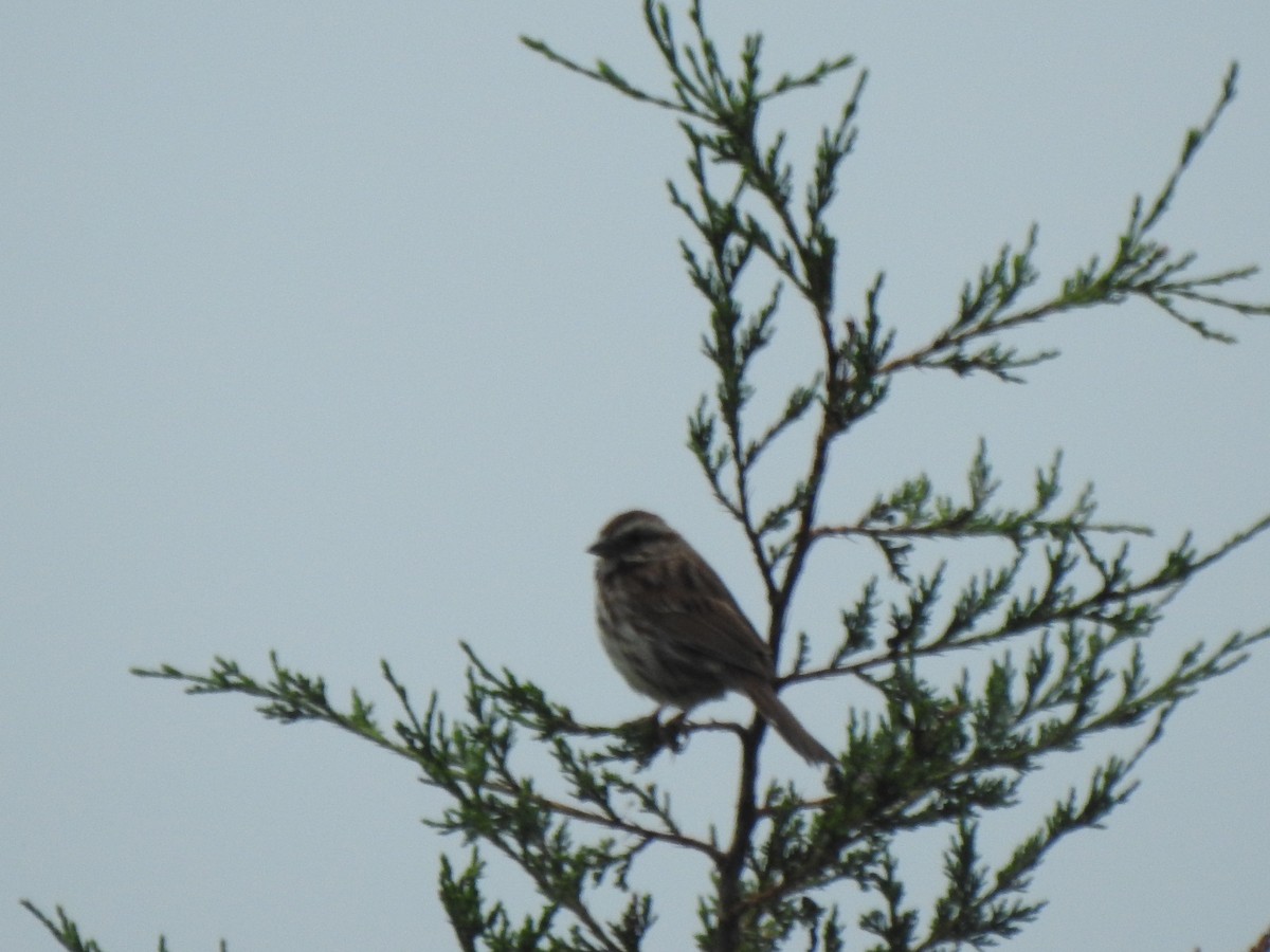 Song Sparrow - Ron Marek