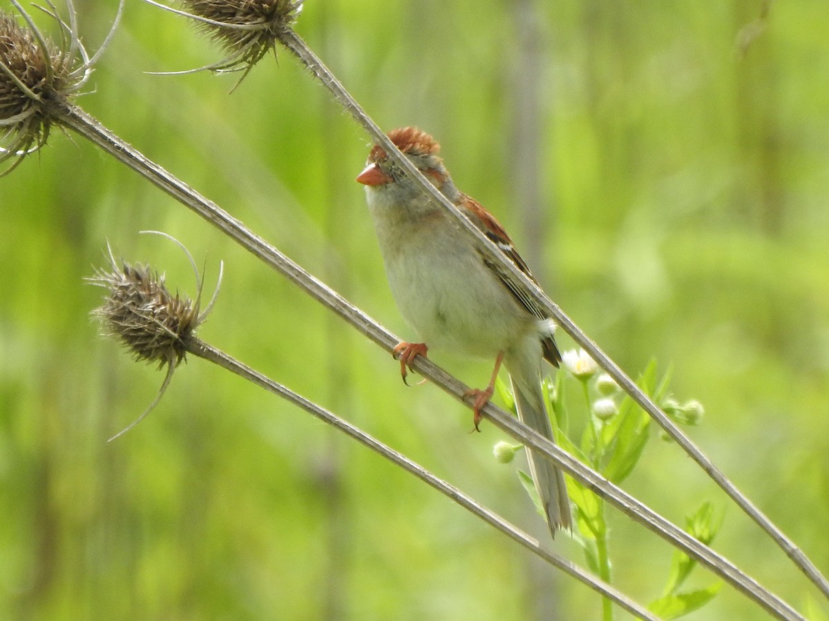 Field Sparrow - Ron Marek