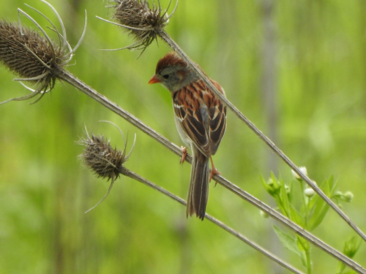 Field Sparrow - Ron Marek