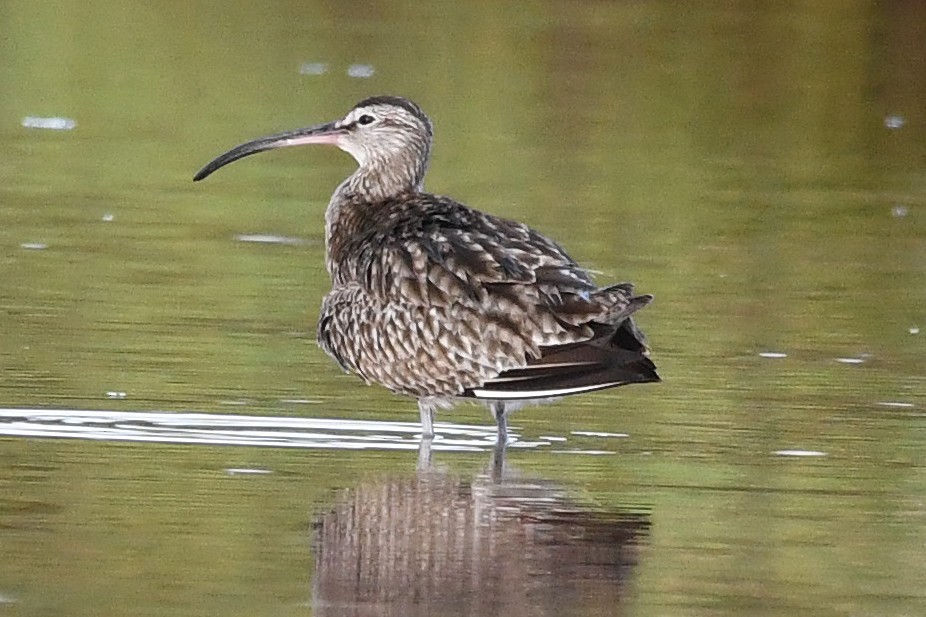 Whimbrel - Juan José  Bazan Hiraldo