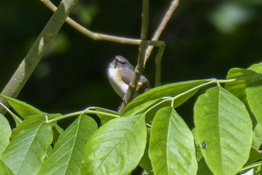 American Redstart - Robert Bedell