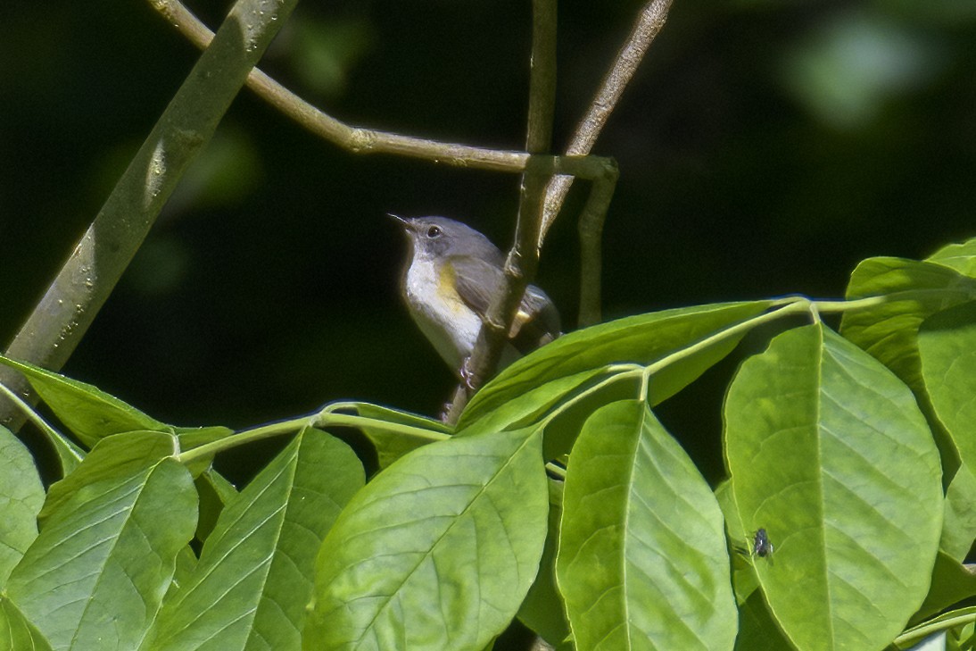 American Redstart - Robert Bedell