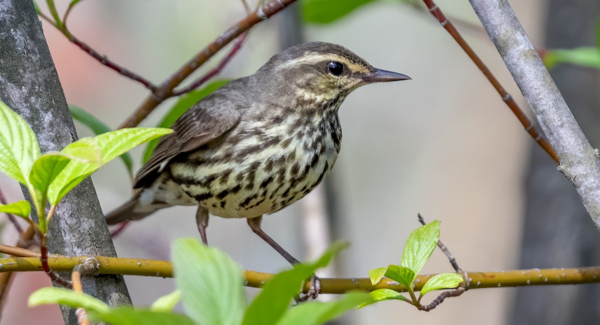 Northern Waterthrush - Jim Carroll