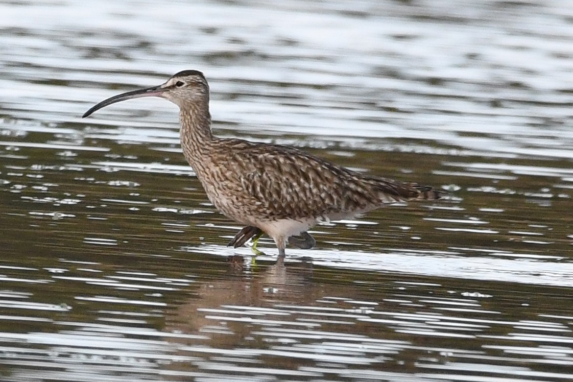 Whimbrel - Juan José  Bazan Hiraldo