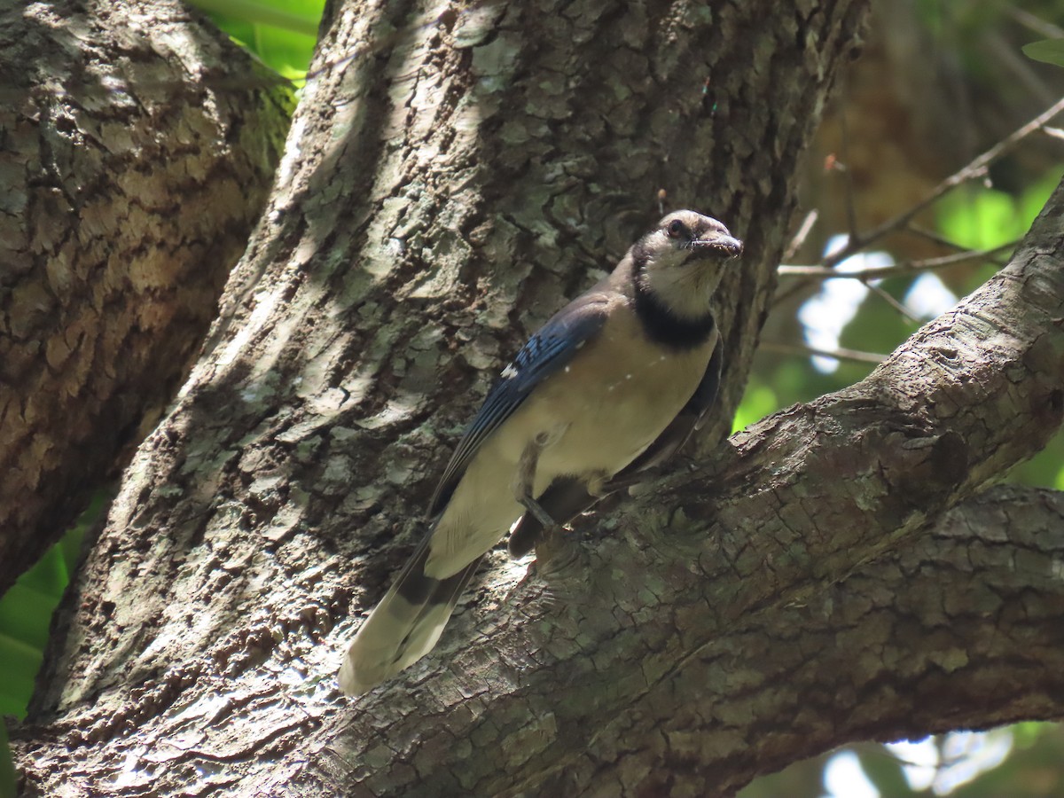 Blue Jay - Laurie Witkin