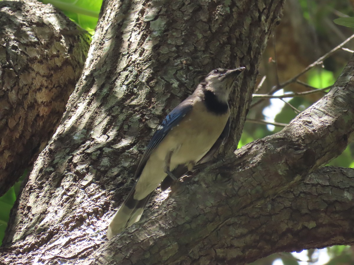 Blue Jay - Laurie Witkin