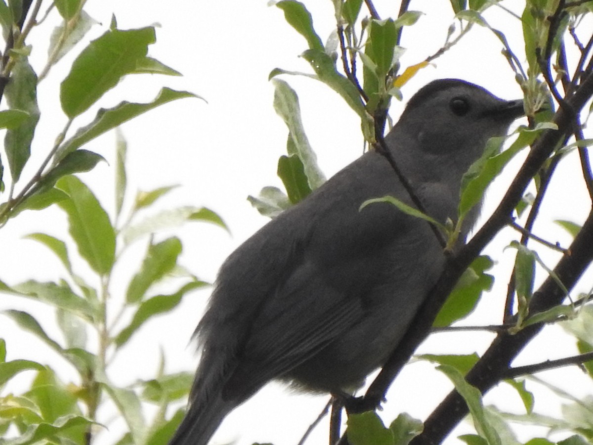 Gray Catbird - Ron Marek