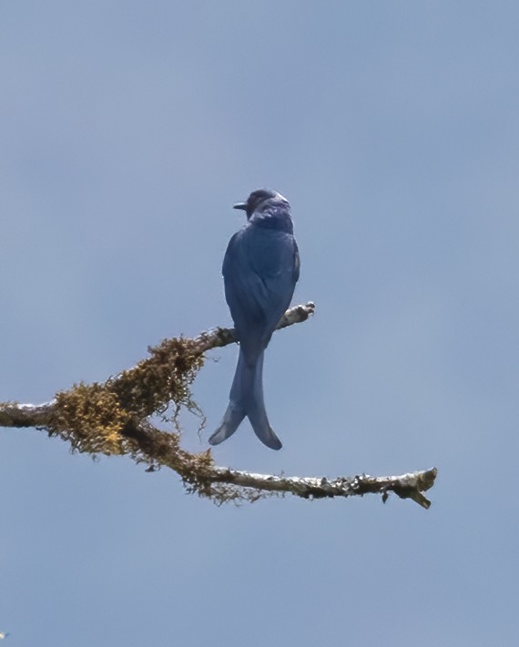 Ashy Drongo - Peter Seubert