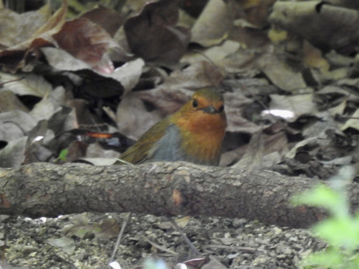 Japanese Robin - ML619457517