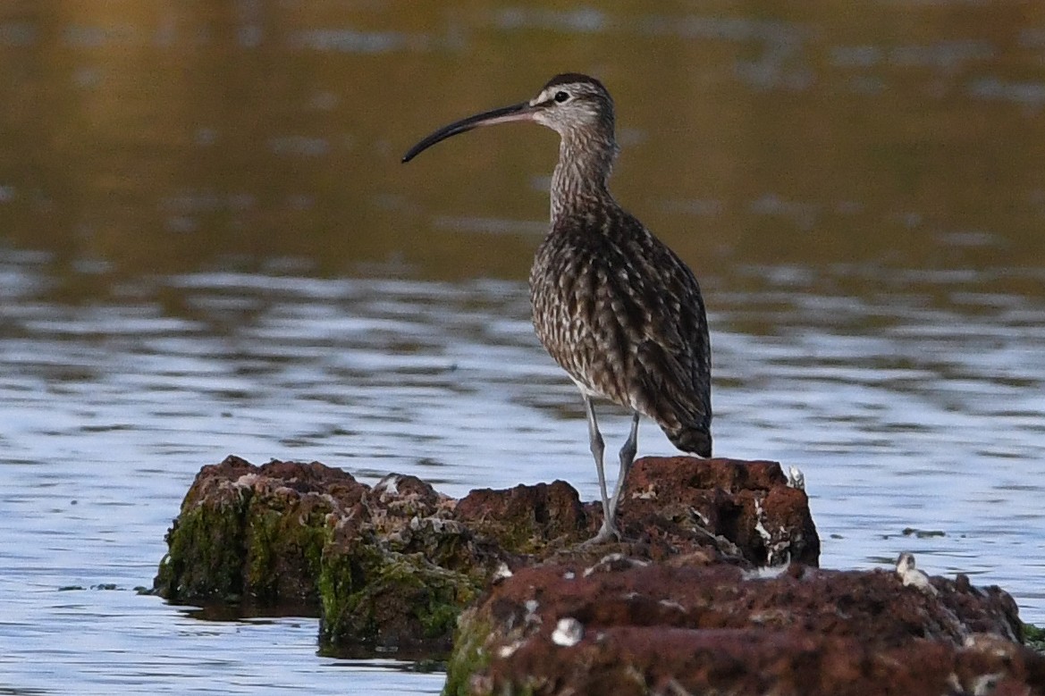 Whimbrel - Juan José  Bazan Hiraldo