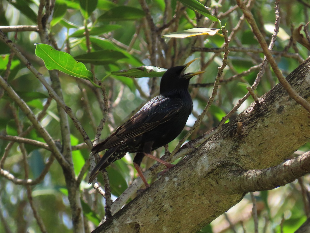 European Starling - Laurie Witkin