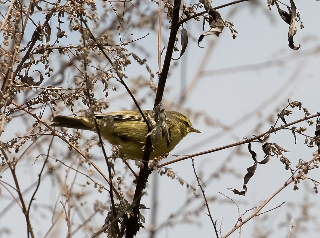 Blyth's Leaf Warbler - Peter Seubert