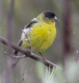 Lesser Goldfinch - Richard Breisch