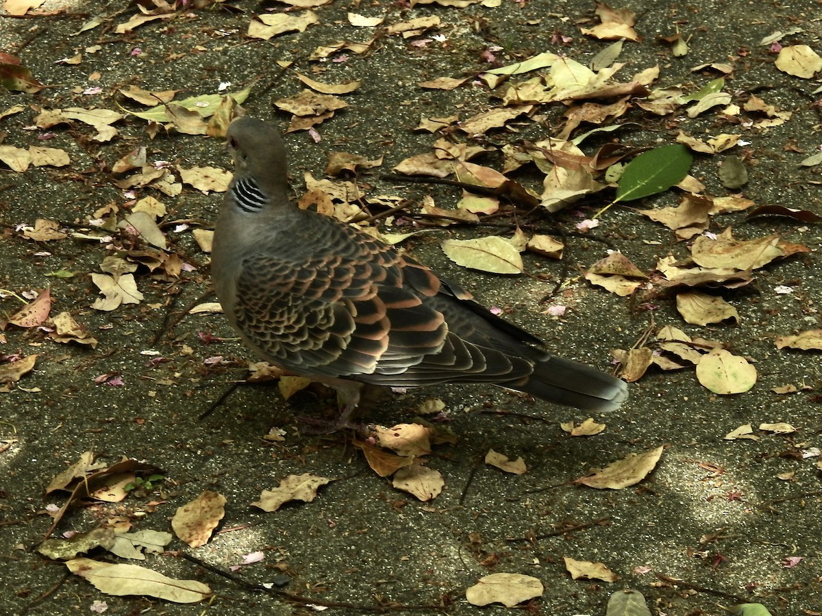 Oriental Turtle-Dove - Craig Jackson