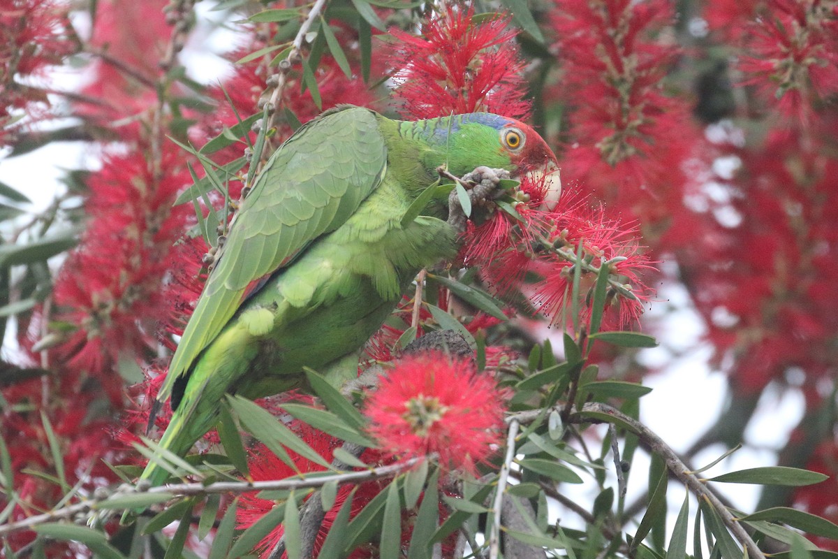 Red-crowned Parrot - Jeffrey Fenwick