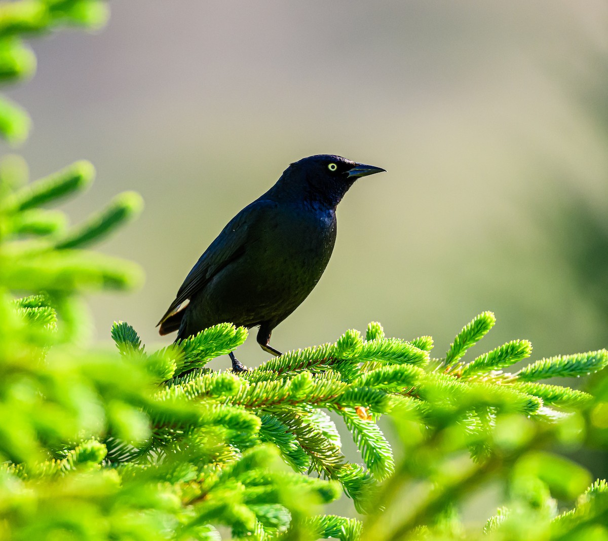 Brewer's Blackbird - Ken Miracle