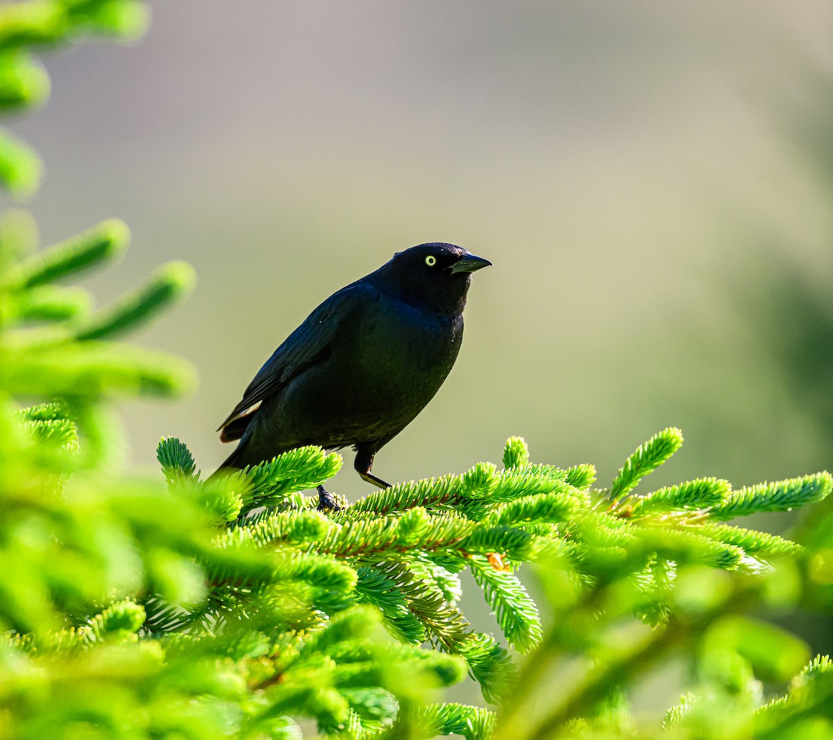 Brewer's Blackbird - Ken Miracle