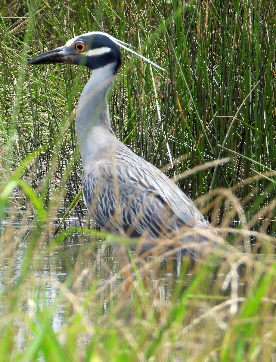 Yellow-crowned Night Heron - Jay Huner