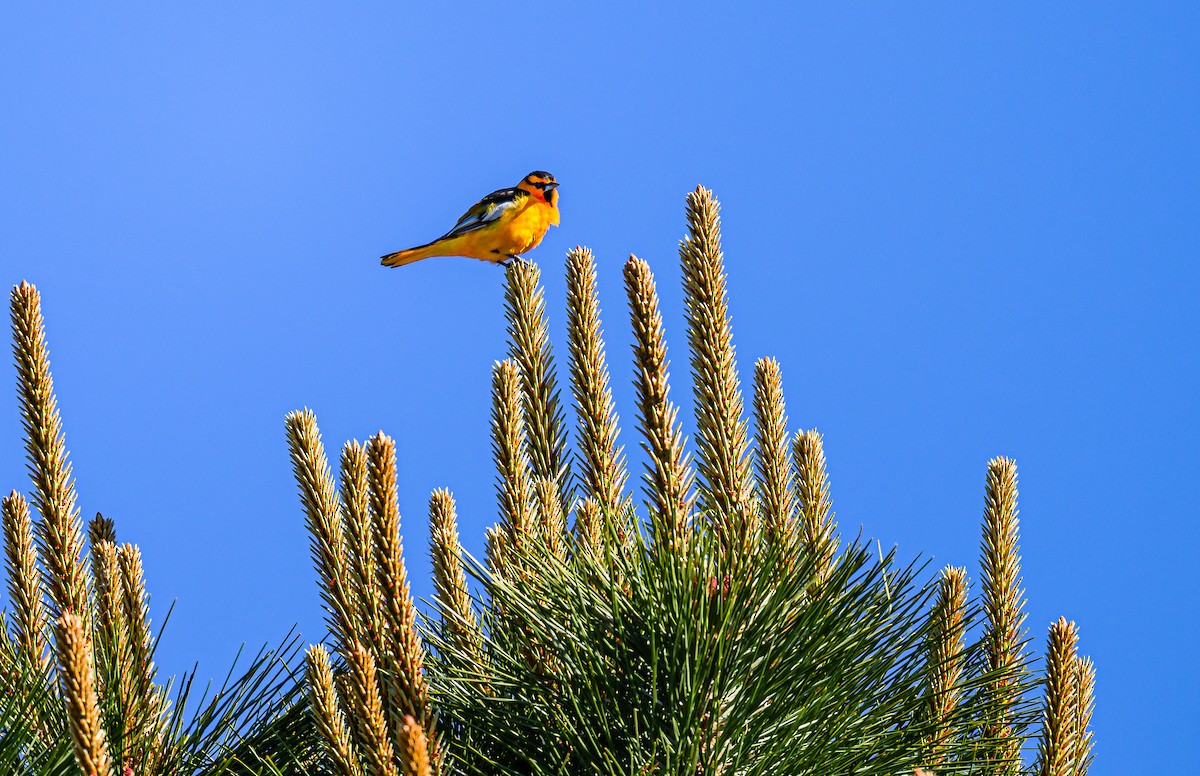 Bullock's Oriole - ML619457569