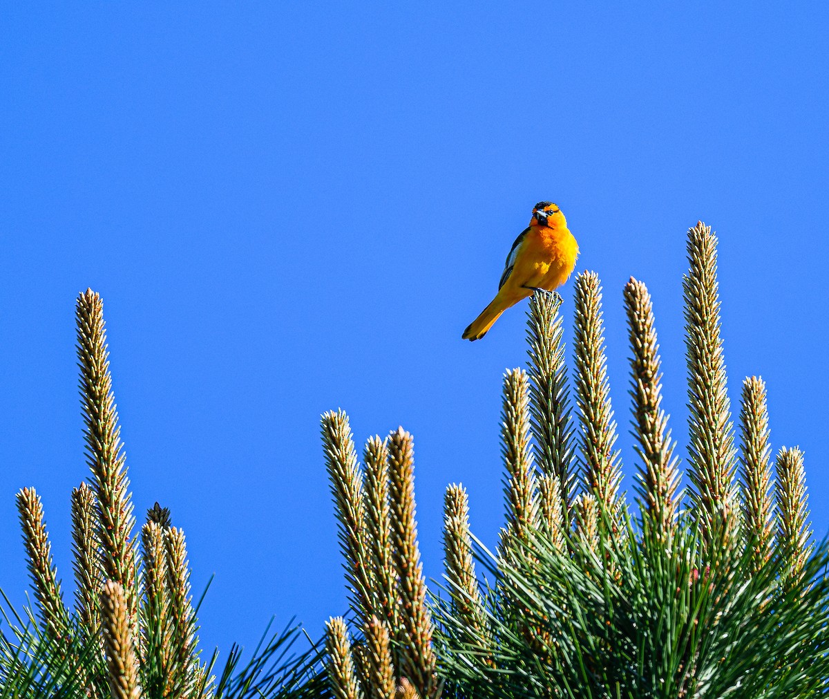Bullock's Oriole - ML619457570
