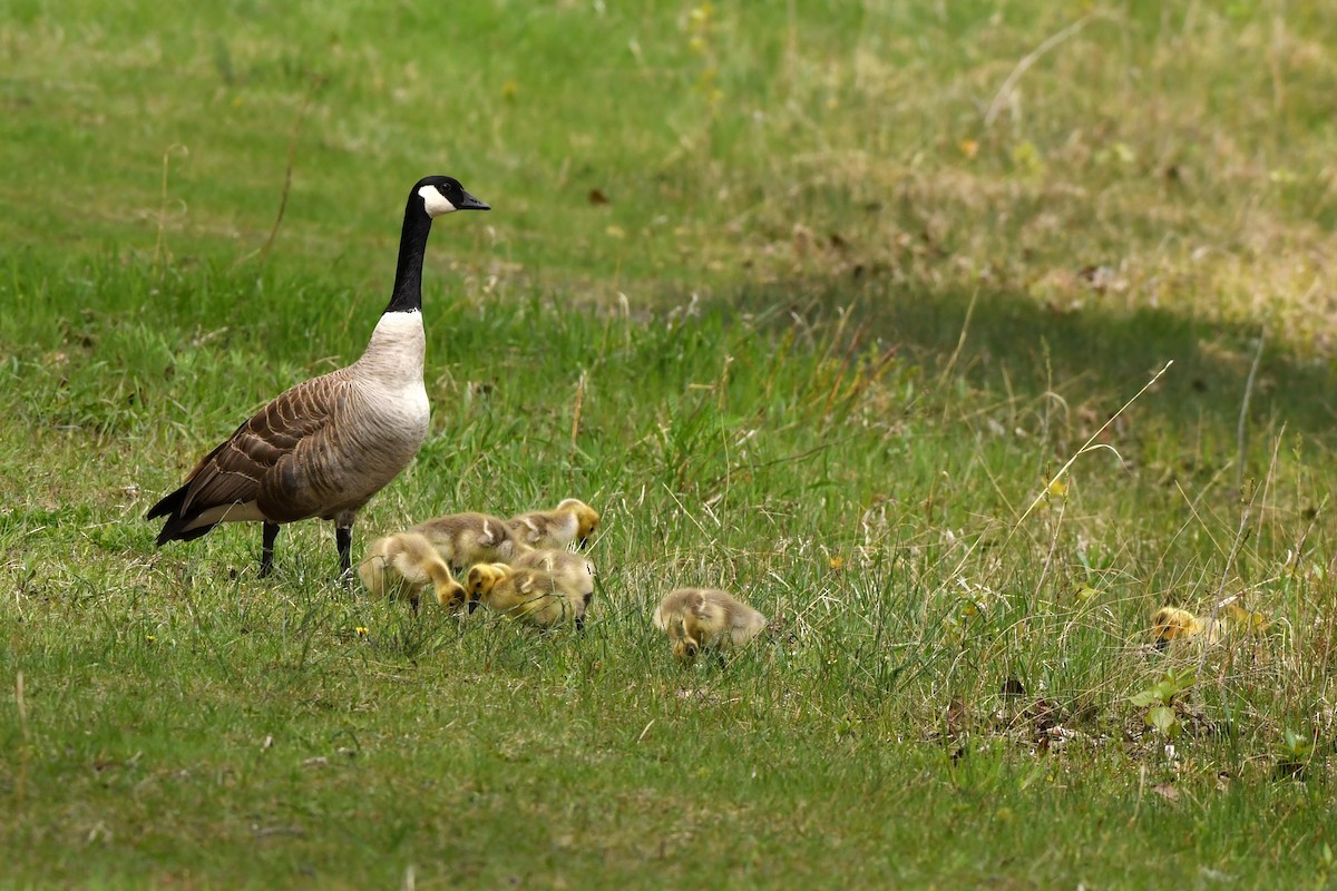 Canada Goose - Ausilia Piperni