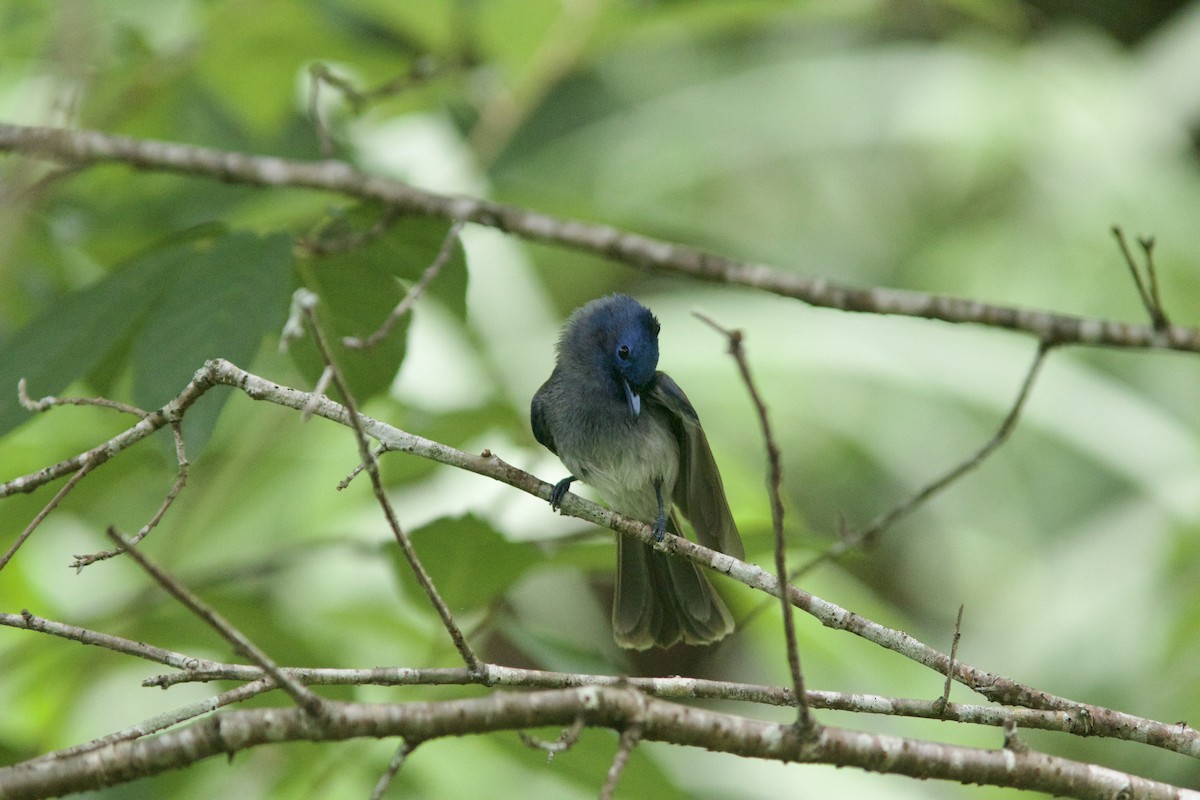 Black-naped Monarch - Alex Lin-Moore