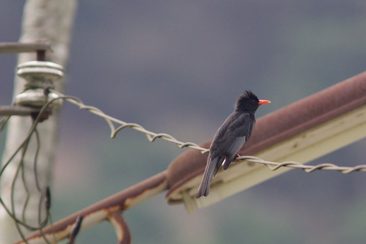 Black Bulbul (Gray-winged) - Alex Lin-Moore