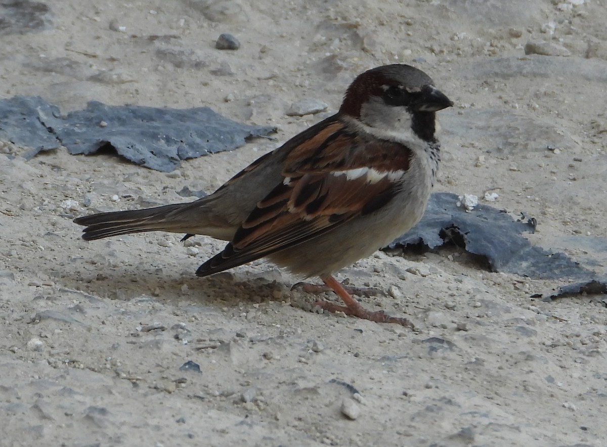 House Sparrow - Eric R