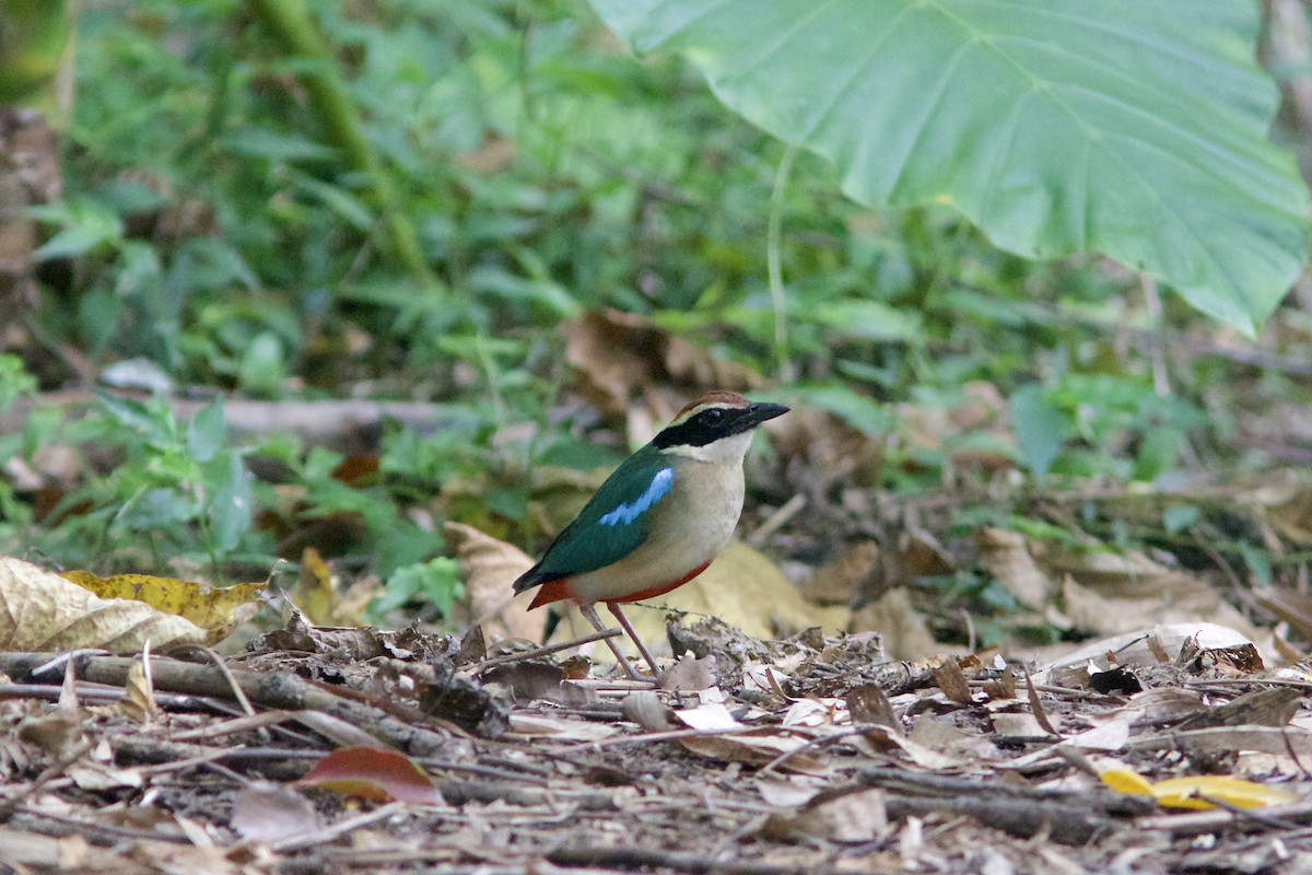 ヤイロチョウ - ML619457595