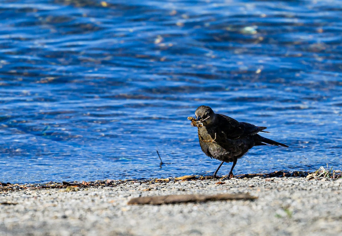 Brewer's Blackbird - Ken Miracle