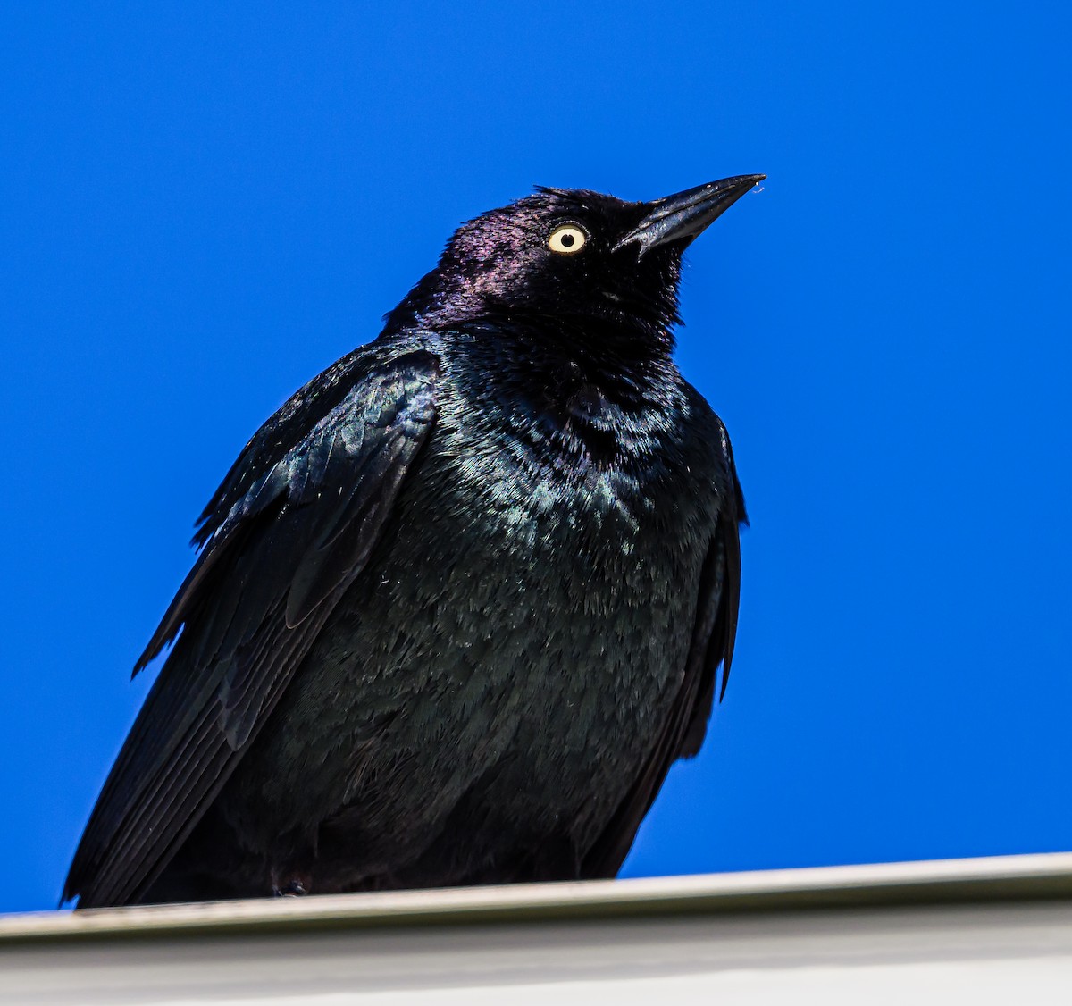 Brewer's Blackbird - Ken Miracle