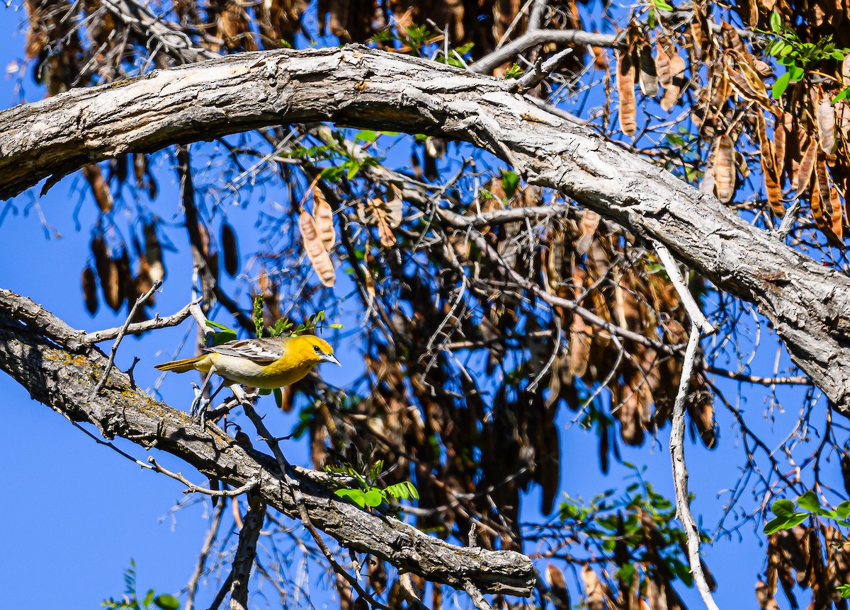 Bullock's Oriole - Ken Miracle