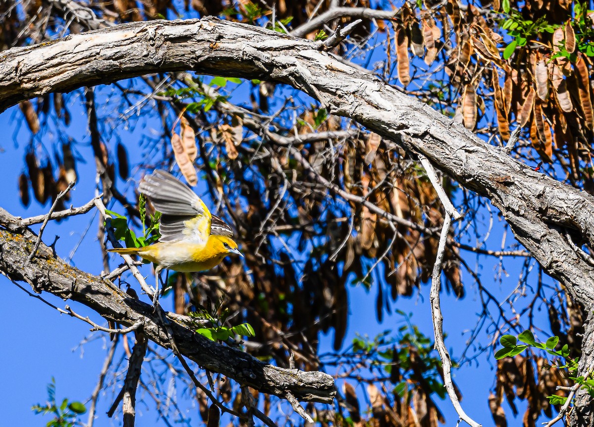 Bullock's Oriole - Ken Miracle