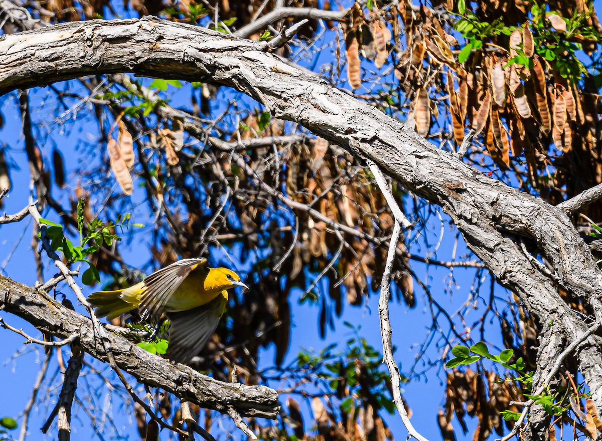 Bullock's Oriole - Ken Miracle