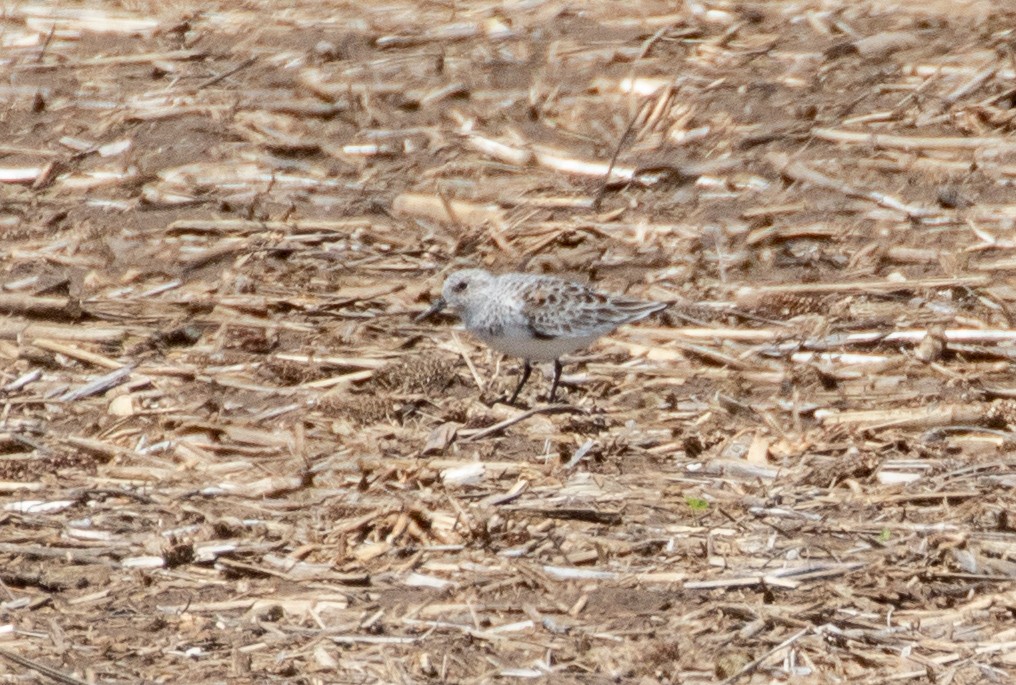 Sanderling - Todd Mitchell