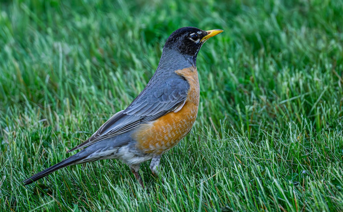 American Robin - Ken Miracle