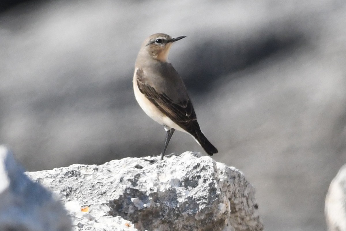 Northern Wheatear - Juan José  Bazan Hiraldo