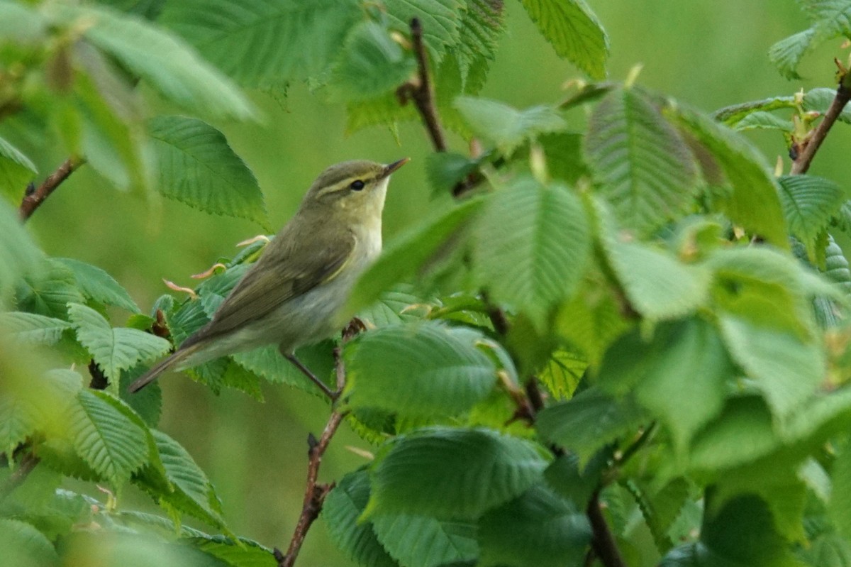 Green Warbler - Mike Pennington