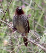 Scaly-breasted Munia - Richard Breisch