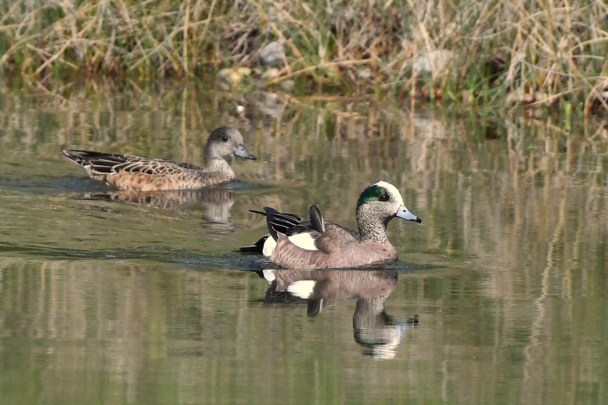 American Wigeon - Ausilia Piperni