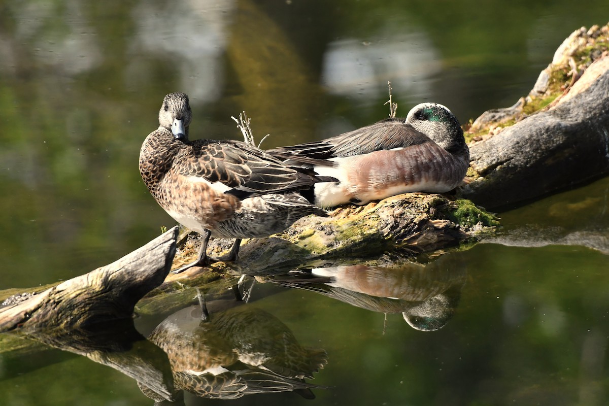 American Wigeon - Ausilia Piperni