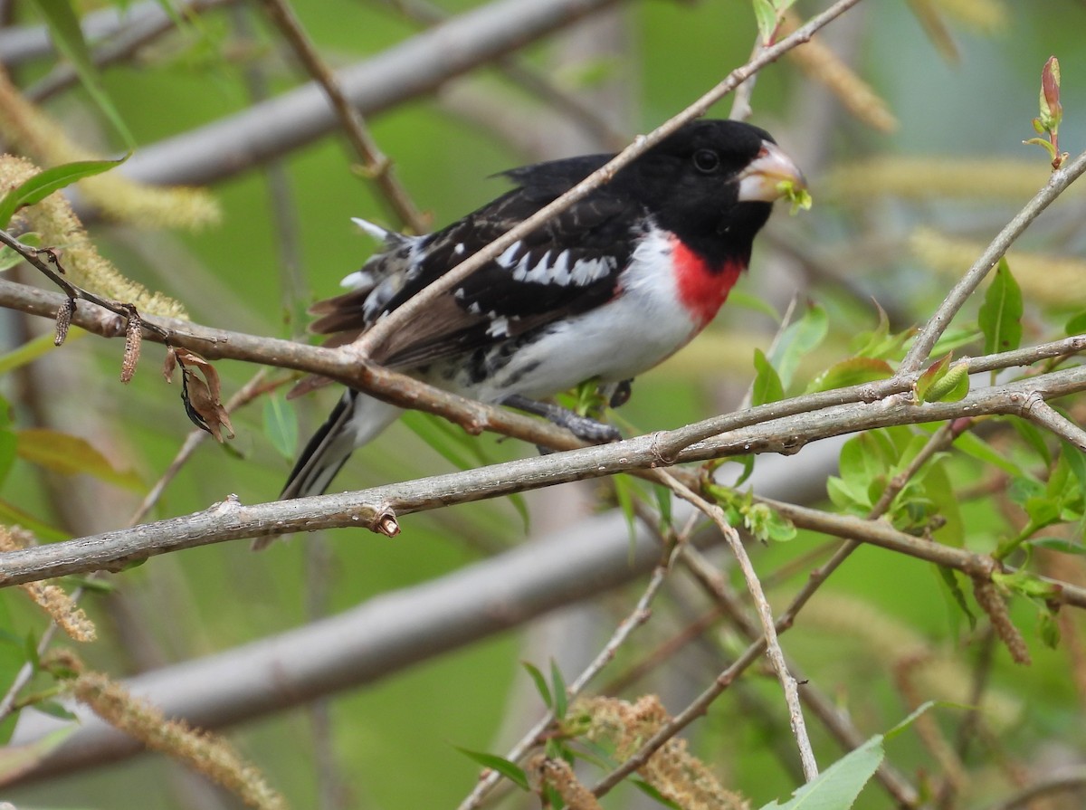 Rose-breasted Grosbeak - Kathy Springer