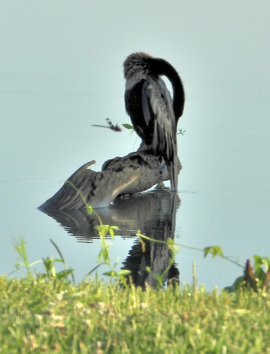 Anhinga - Jay Huner