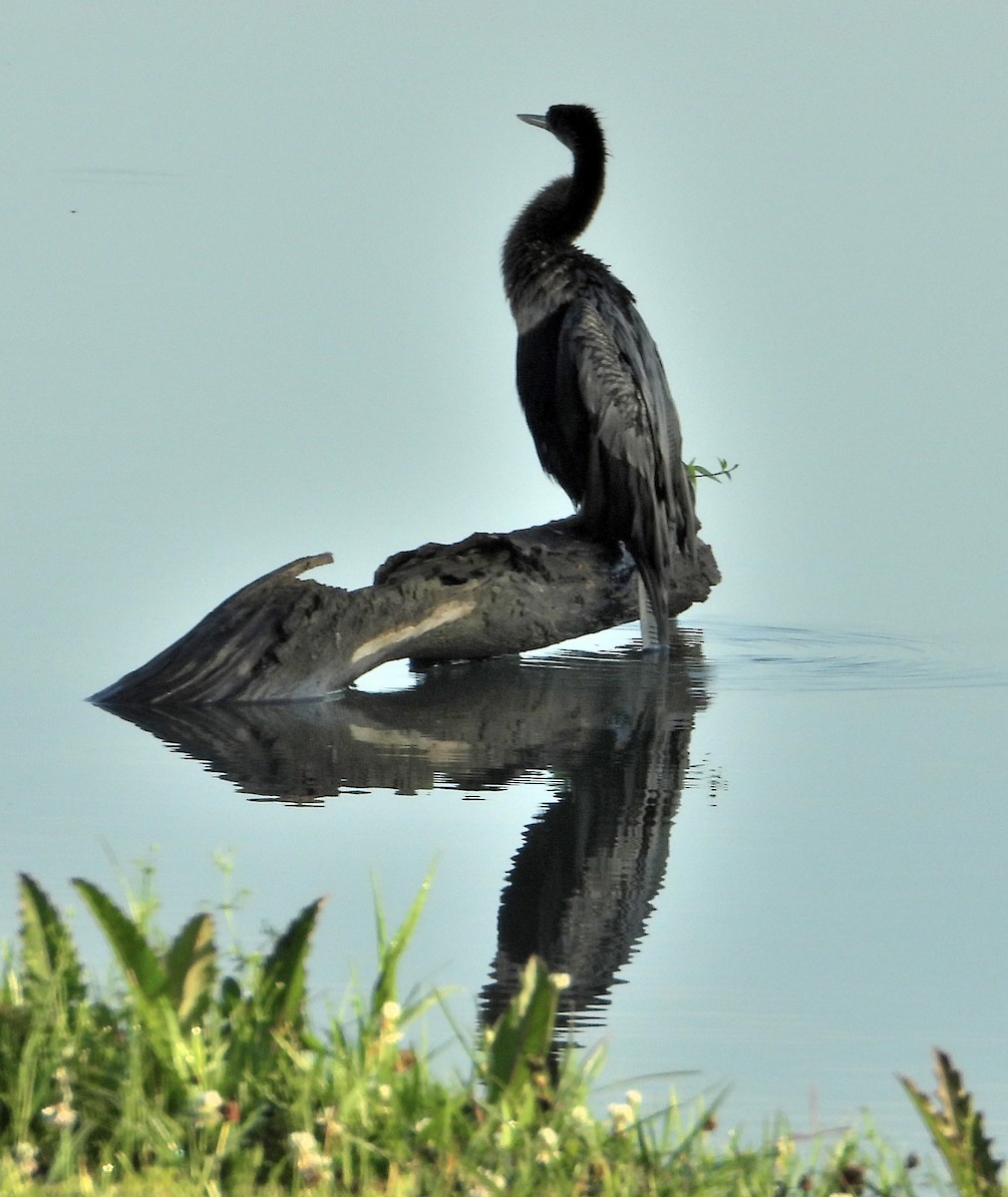 Anhinga - Jay Huner