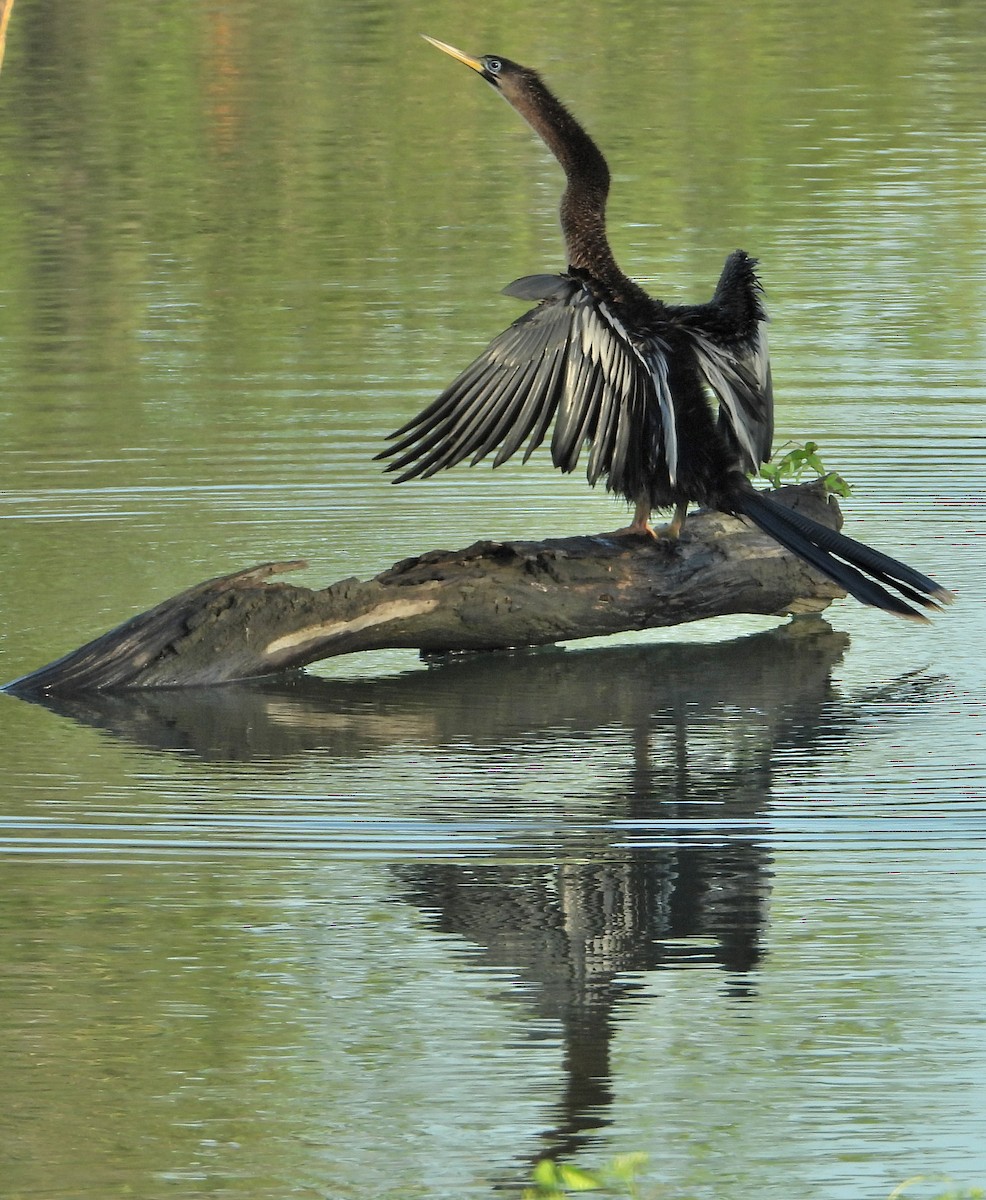 Anhinga - Jay Huner