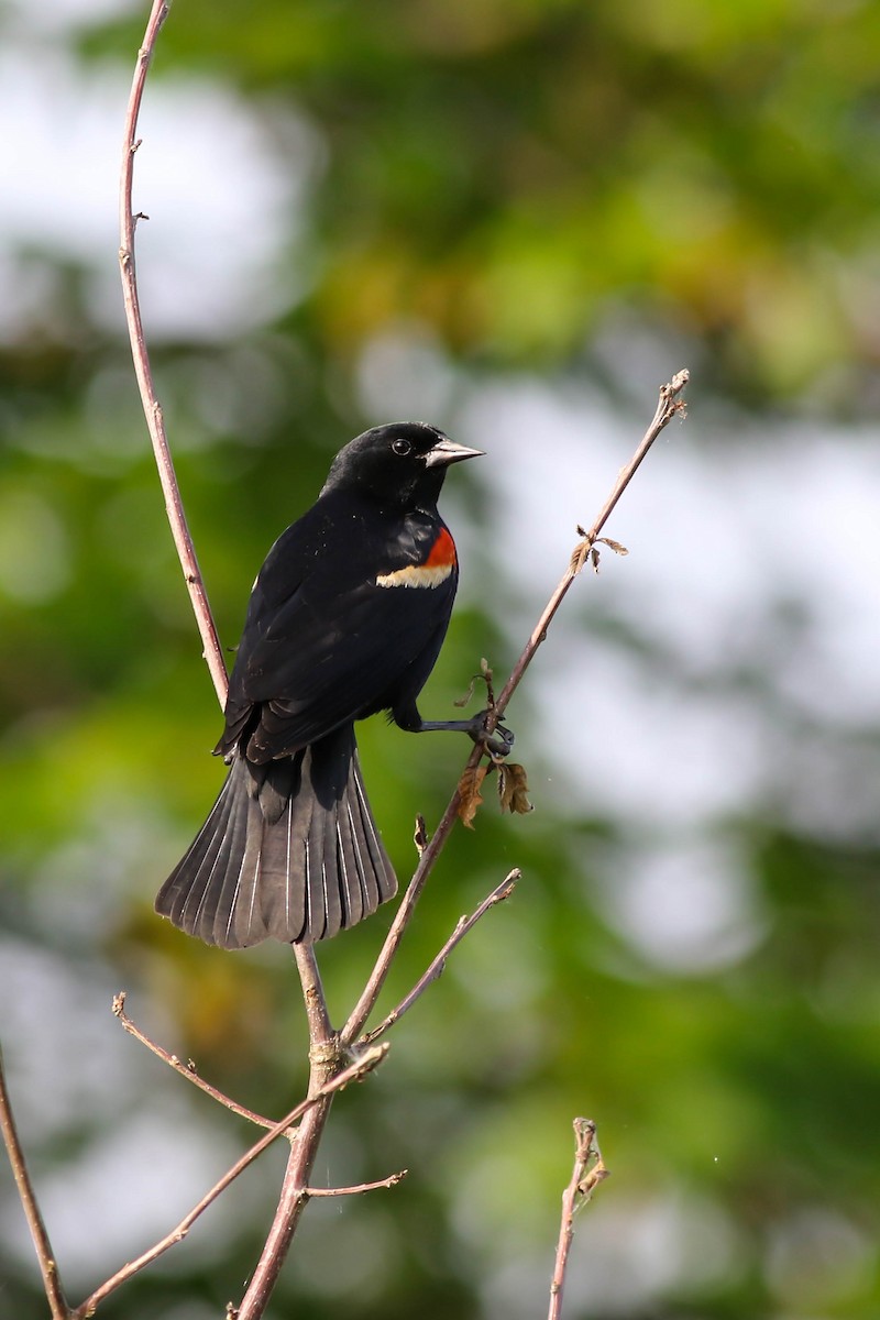 Red-winged Blackbird - François Rivet