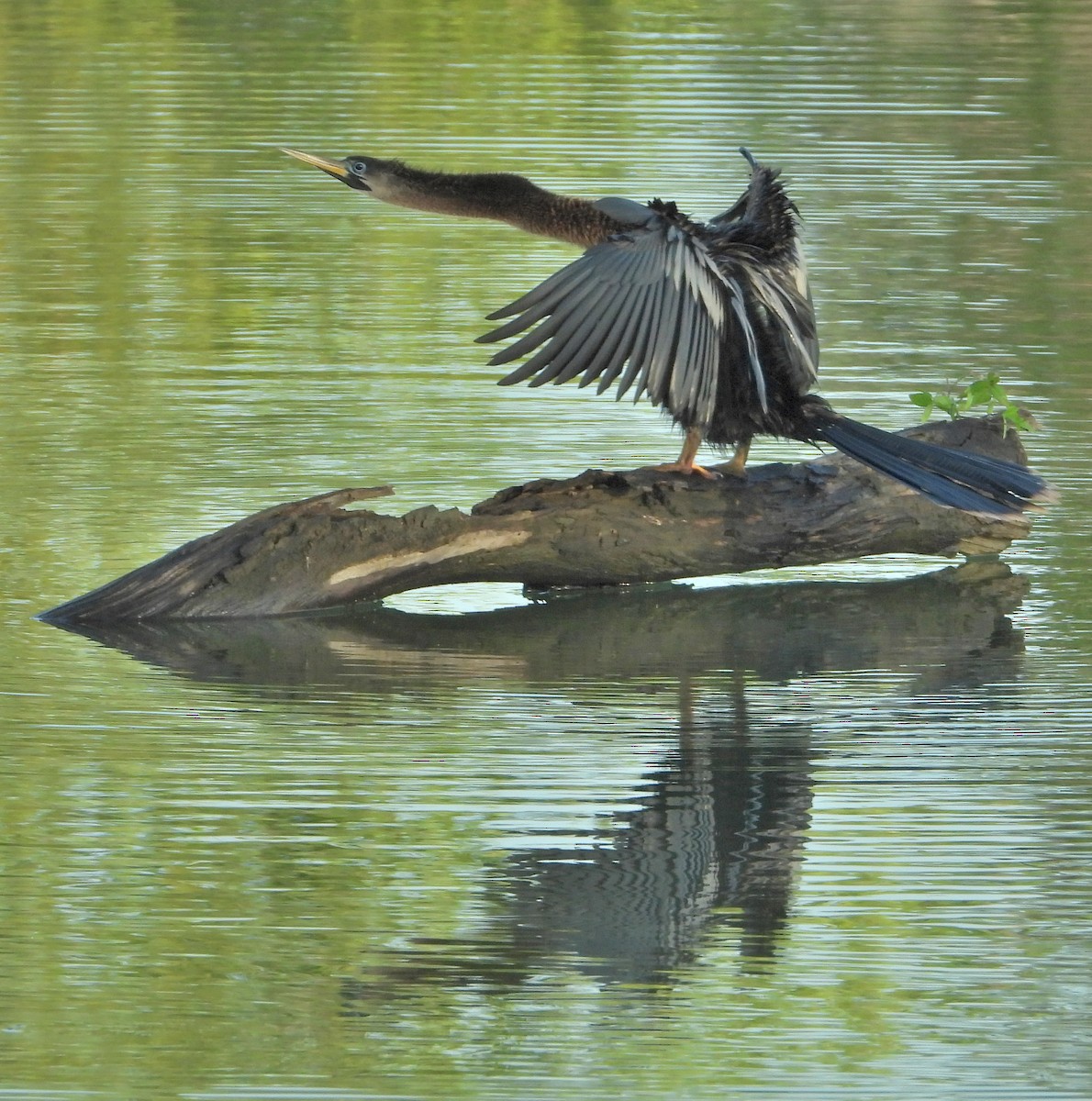 Anhinga - Jay Huner