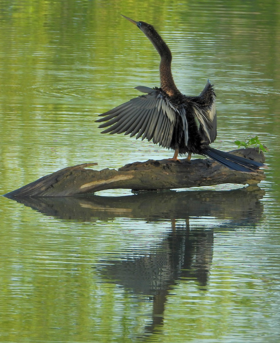 Anhinga - Jay Huner