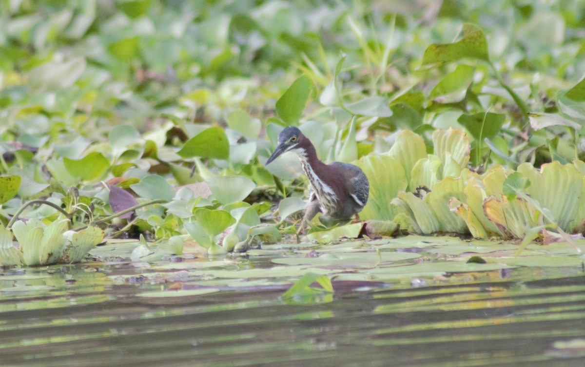 Green Heron - Storm Borum